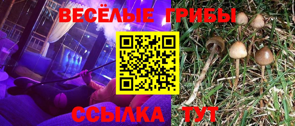 Сердобск  как найти наркотики  Вход с VPN  Псилоцибиновые грибы GOLDEN TEACHER 